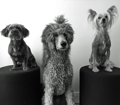 Tippan, Focus & Gibson